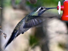 Blue-throated Hummingbird 5835