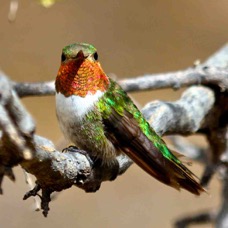 Broad-tailed Hummingbird male 6824