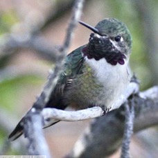 Broad-tailed  Hummingbird 6271