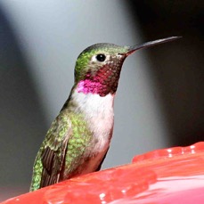 Broad-tailed Hummingbird male 7078