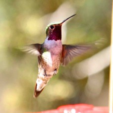 Broad-tailed Hummingbird 6392
