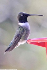Broad-tailed Hummingbird 7993