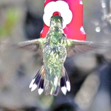 Broad-tailed Hummingbird 5766