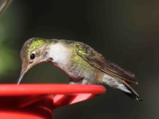 Broad-tailed Hummingbird 6007