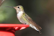 Broad-tailed Hummingbird 6013