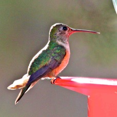 Broad-tailed Hummingbird 6247