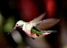 Broad-tailed Hummingbird 6635