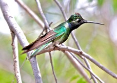 Magnificant Hummingbird 6725