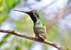 Magnificant Hummingbird 6754
