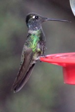 Magnificant Hummingbird 4151