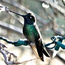 Magnificant Hummingbird 5380