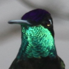 Magnificant Hummingbird 5798