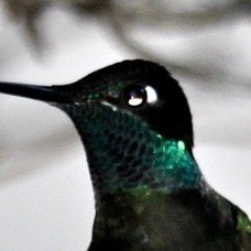 Magnificant Hummingbird 5797
