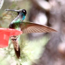 Magnificant Hummingbird 7054