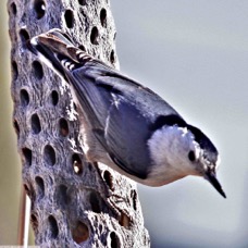 White-breasted Nuthatch 0158
