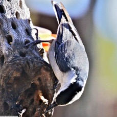 White-breasted Nuthatch 0162