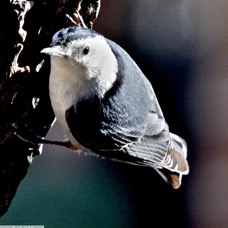 White-breasted Nuthatch 0168