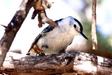 White-breasted Nuthatch 6419