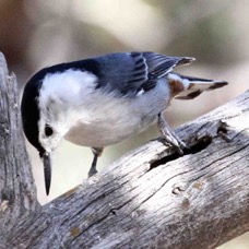 White-breasted Nuthatch 7121