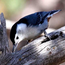 White-breasted Nuthatch 7127