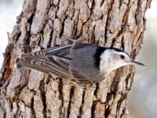 White-breasted Nuthatch 6308