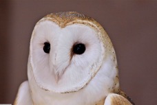 Barn Owl 7391