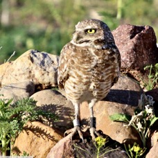Burrowing Owl 8016