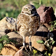 Burrowing Owl 8017