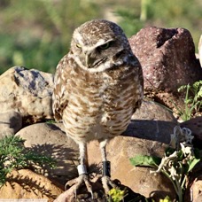 Burrowing Owl 8018 (1)