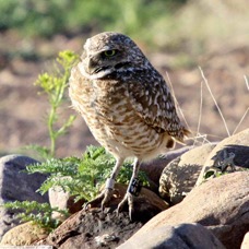 Burrowing Owl 8007