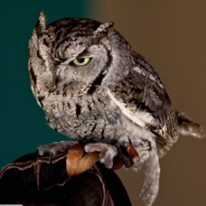 Whiskered Screech Owl  6230