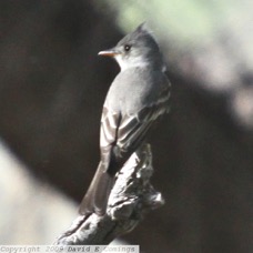 Greater Pewee 8069
