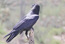 Chihuahuan Raven 7107