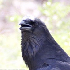 Chihuahuan Raven 7098