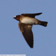 Cliff Swallow 9479