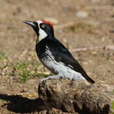Acorn Woodpecke 5086