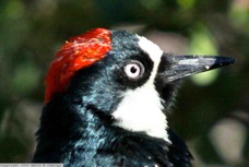Acorn Woodpecker  9090