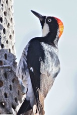 Acorn Woodpecker 0097
