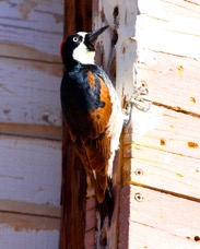 Acorn Woodpecker 6409