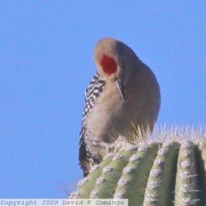 Gila Woodpecker 0806