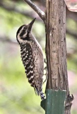 Ladder-backed Woodpecker 4912