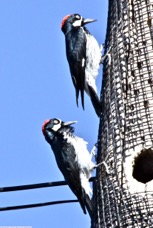 Ladder-backed Woodpecker 8662