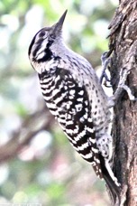 Ladder-backed Woodpecker female 7453