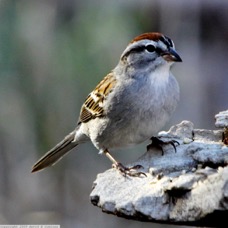 Chipping Sparrow 1804