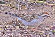 Chipping Sparrow 7530