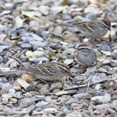 Chipping Sparrow 7624
