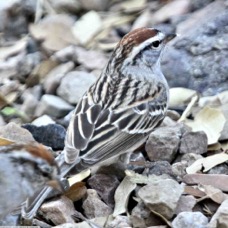 Chipping Sparrow 8797