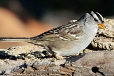 White-crowned Sparrow 9924