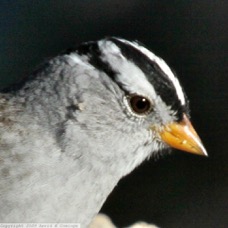 White-crowned Sparrow 9927