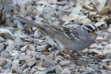 White-crowned Sparrow 8780